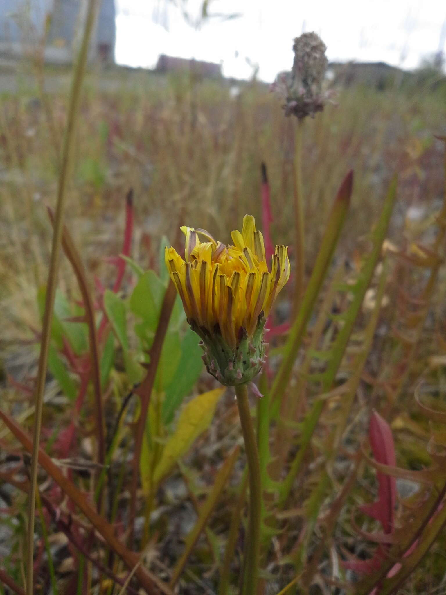 Image of Showy dandelion