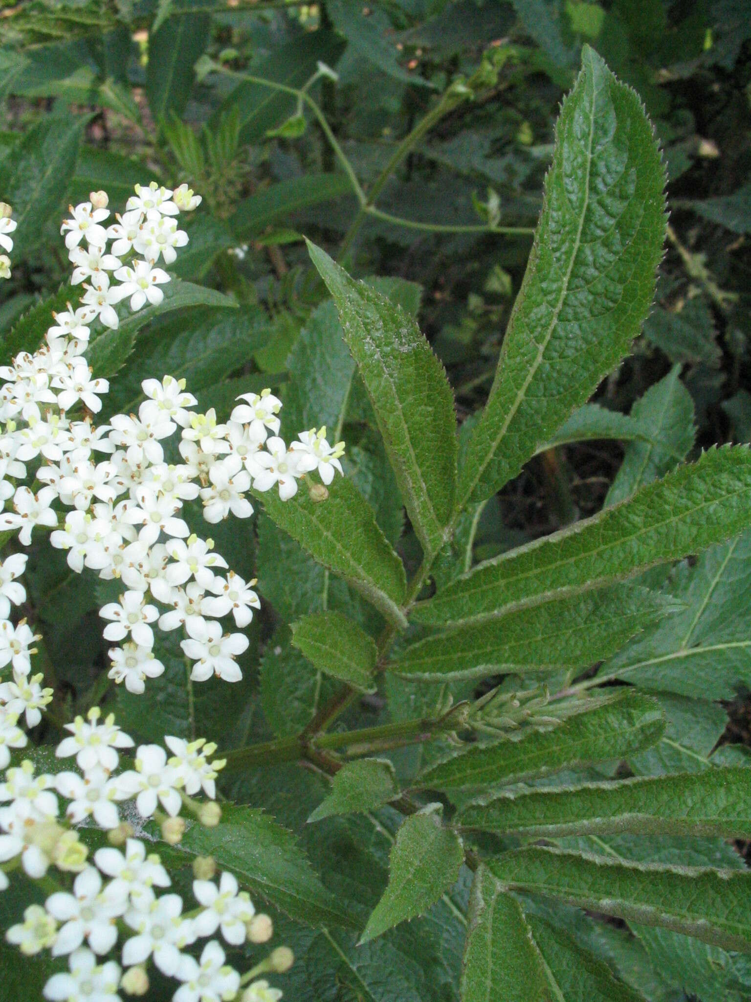 Image of Sambucus adnata Wall.