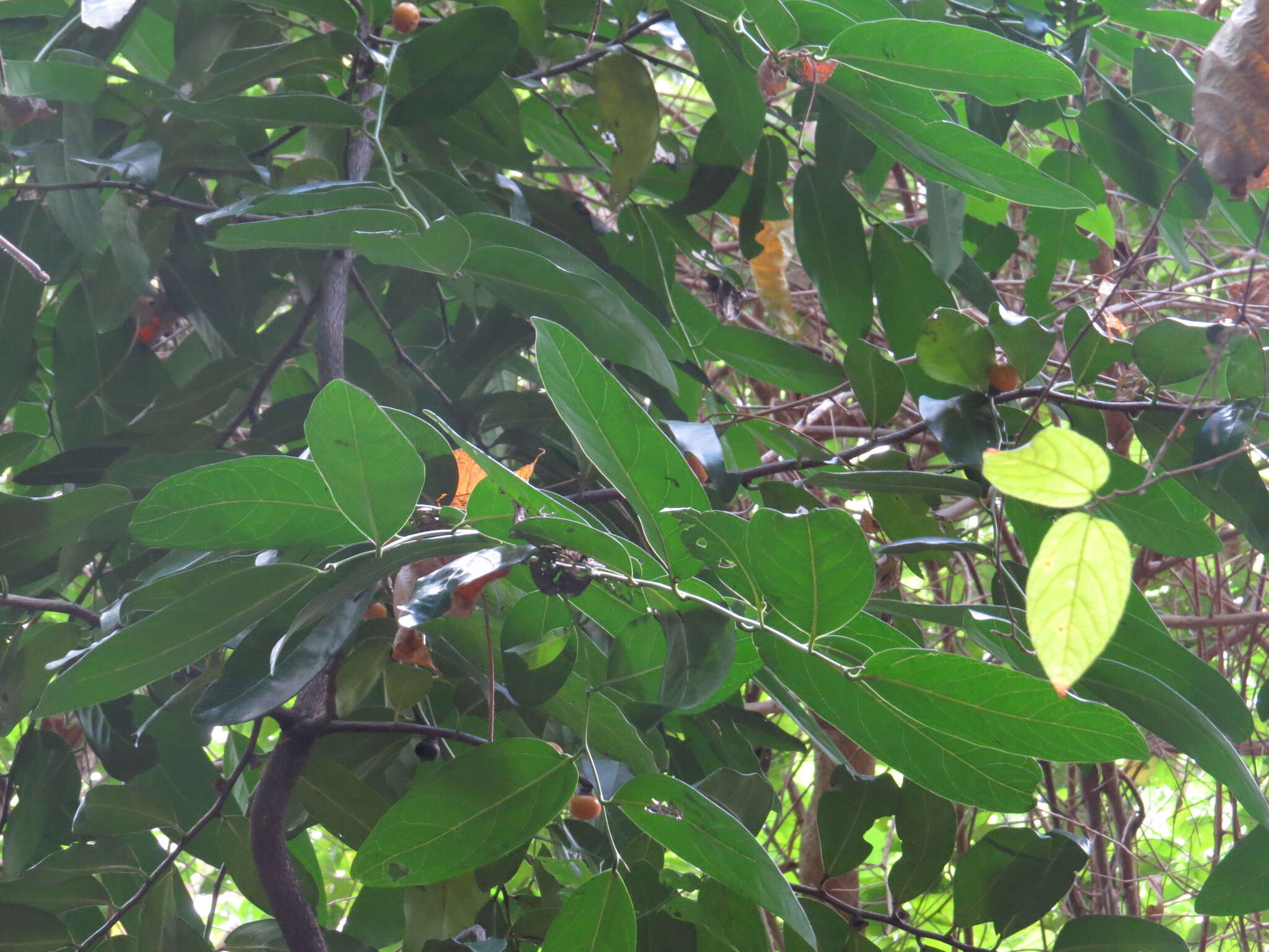 Sivun Diospyros maritima Blume kuva