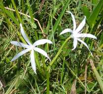 Image de Crinum americanum L.