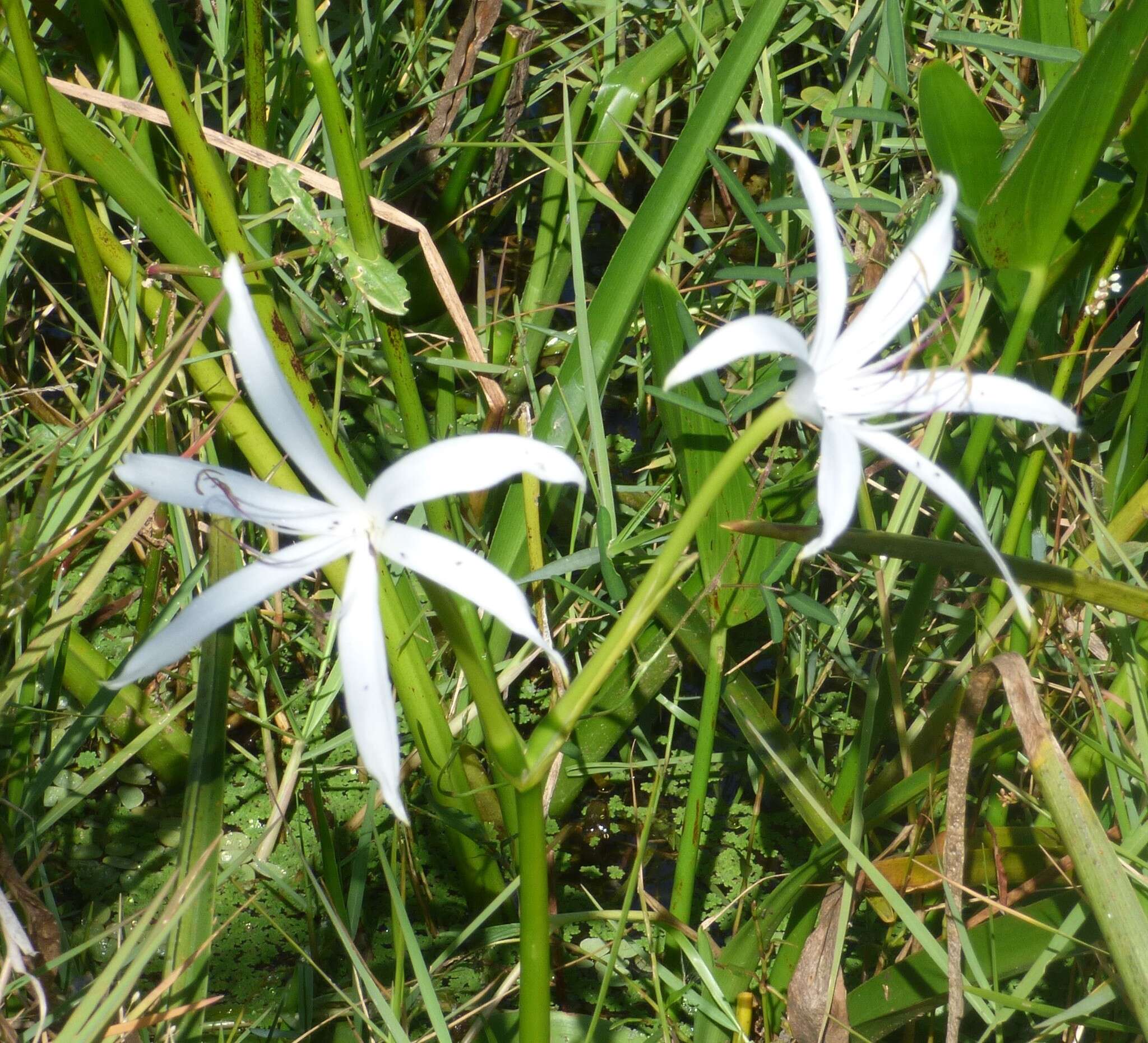 Image de Crinum americanum L.