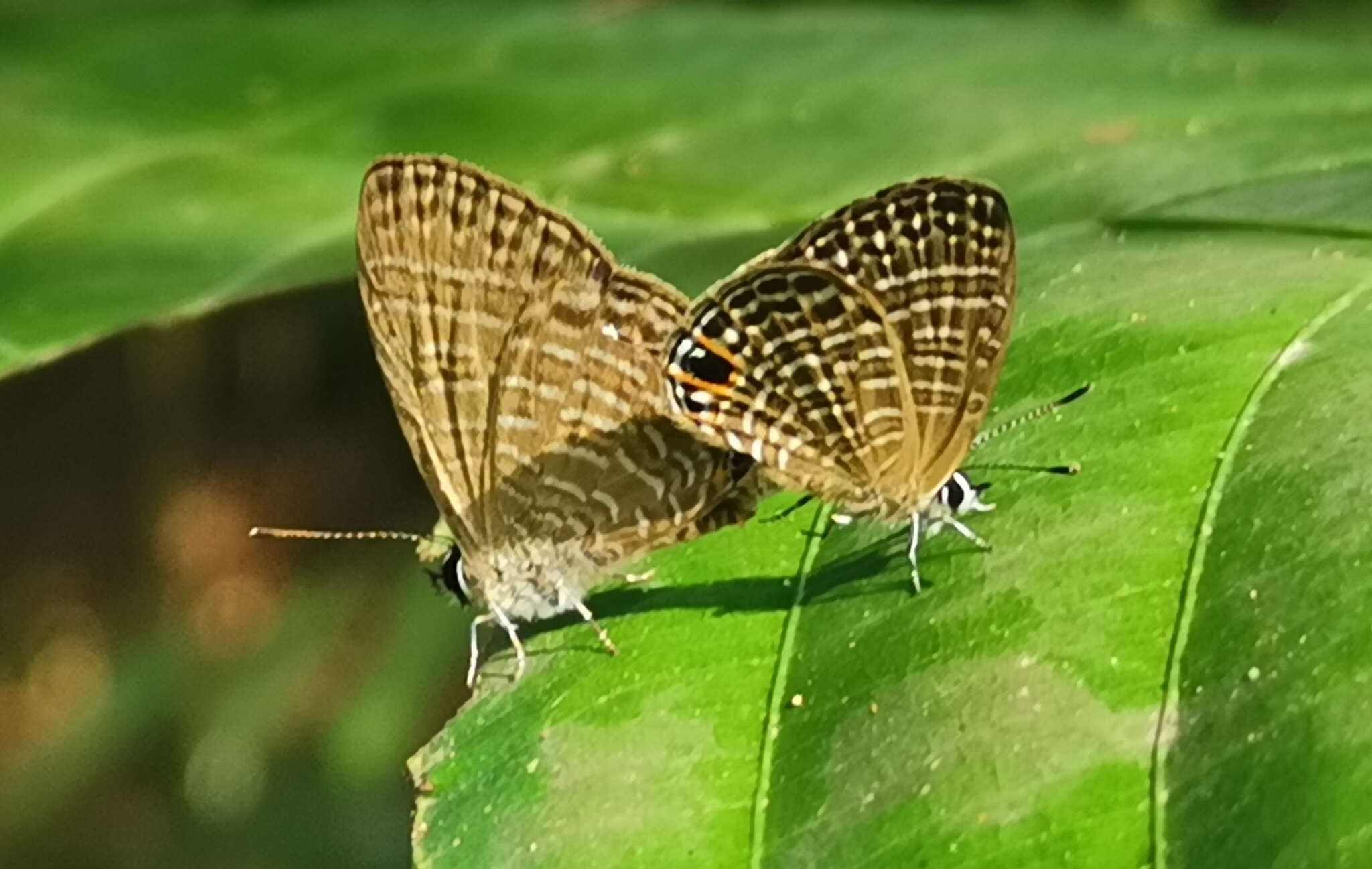 Image of Nacaduba calauria malayica Corbet 1938