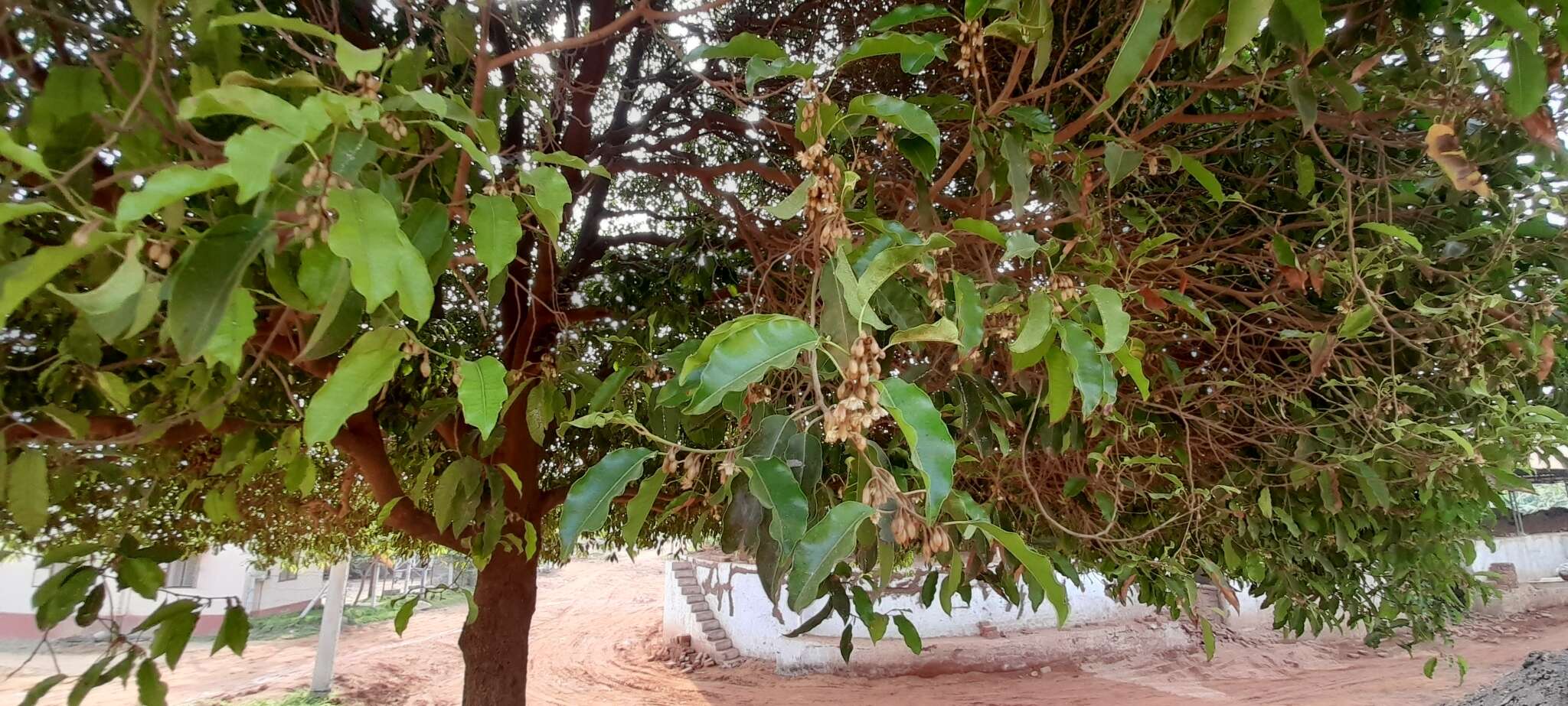 Image of Spanish cherry