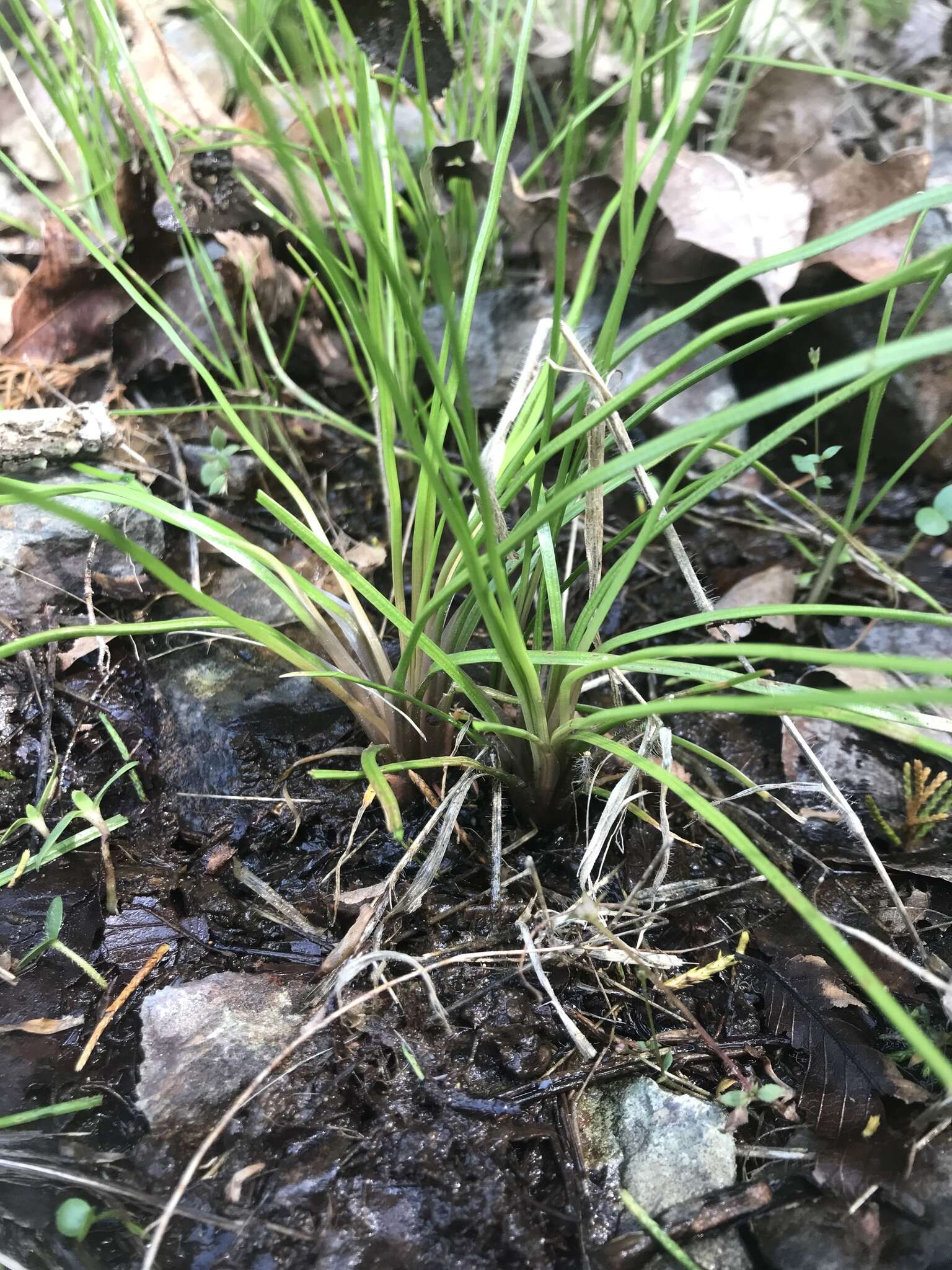 Image of blackfoot quillwort