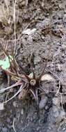 Image of Miersia humilis