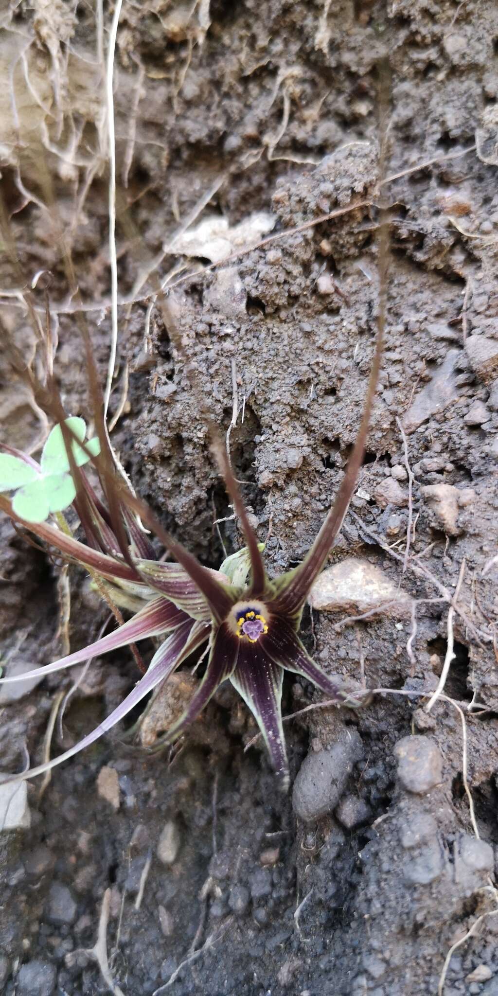 Image of Miersia humilis