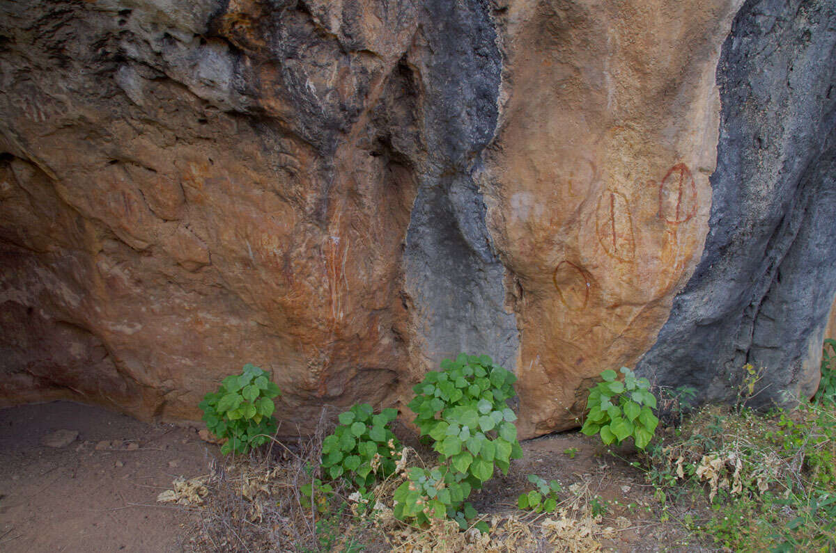 Image of Asian Indian-Mallow