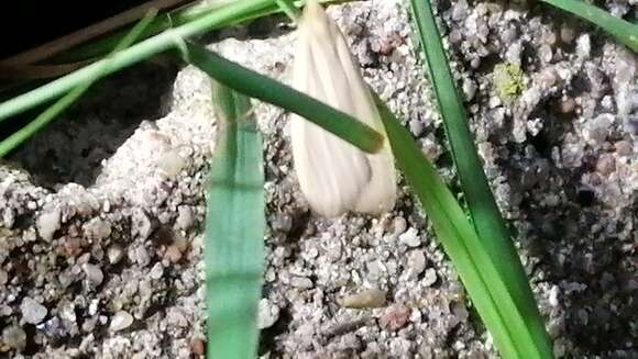 Image of common footman