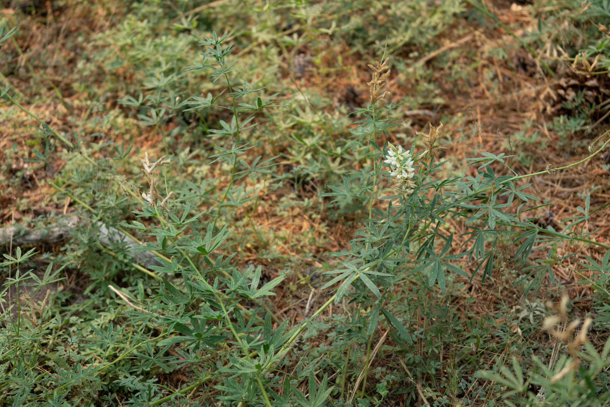 Sivun Lupinus andersonii S. Watson kuva