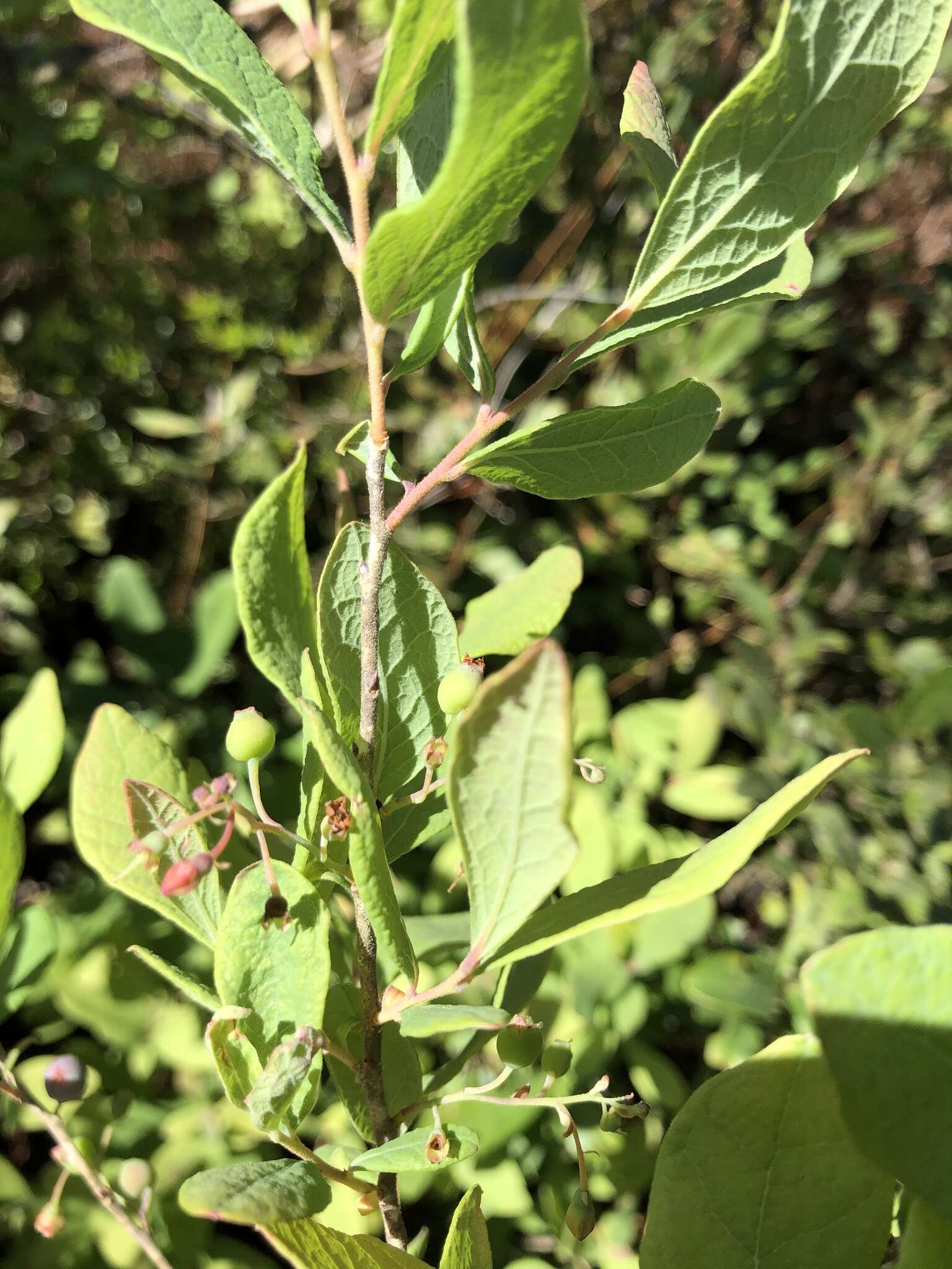 Image of Hairy-Twig Huckleberry