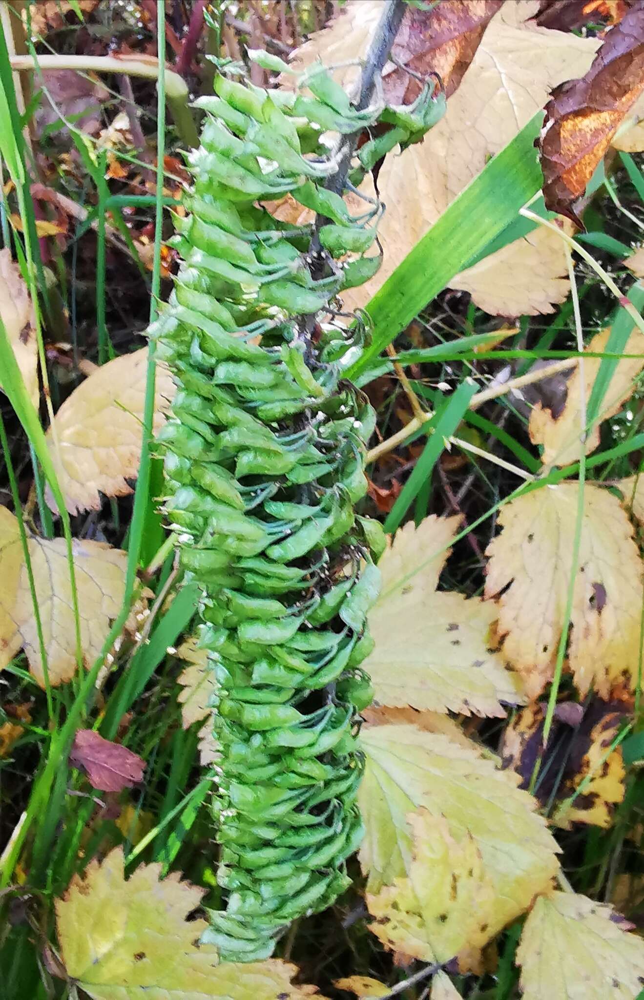 Plancia ëd Actaea simplex (DC.) Wormsk. ex Fisch. & Mey.