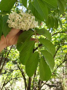 Image of Sambucus peruviana Kunth