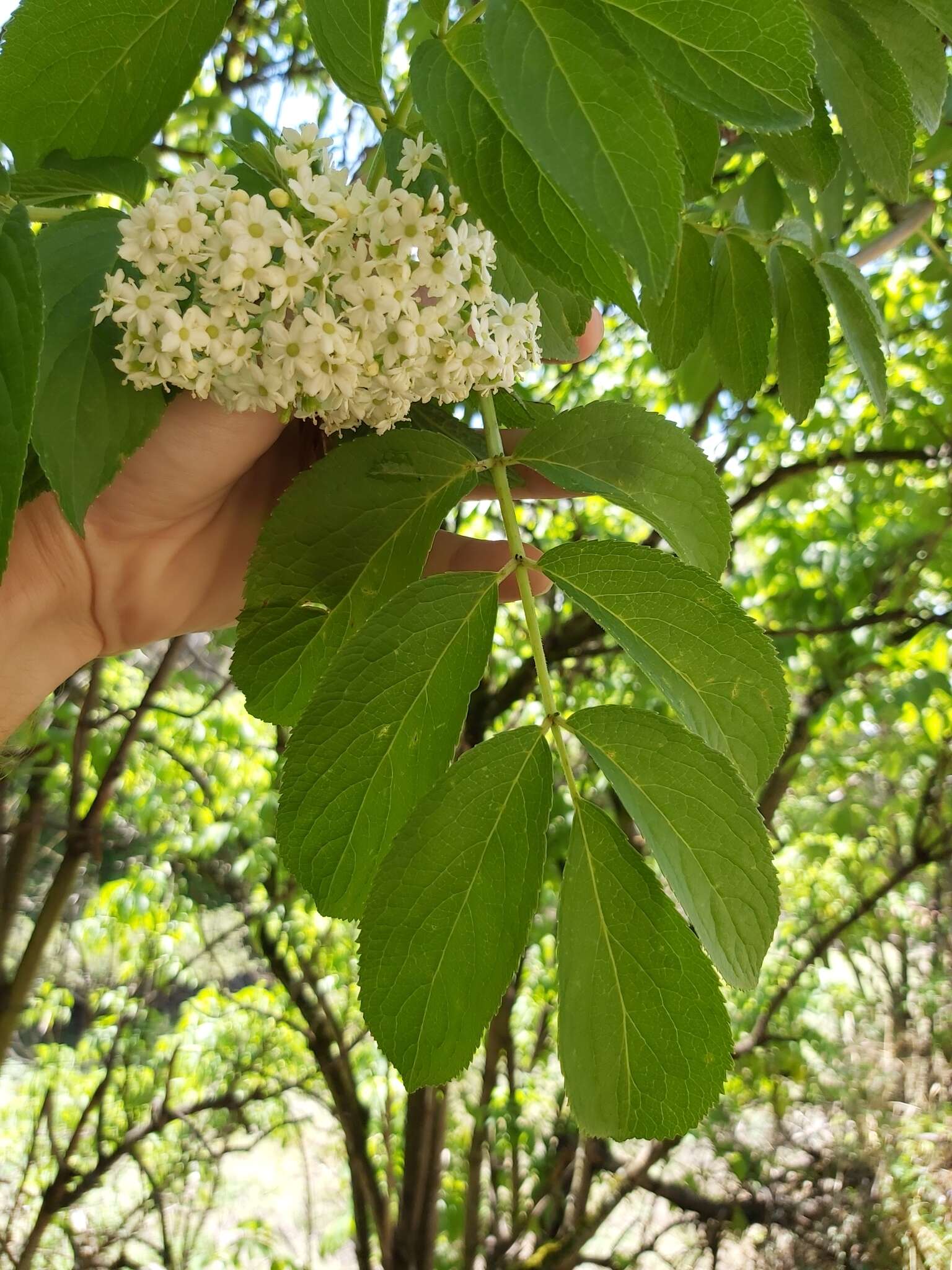 Image de Sambucus peruviana Kunth