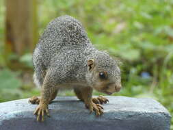 Image of Zanj Sun Squirrel