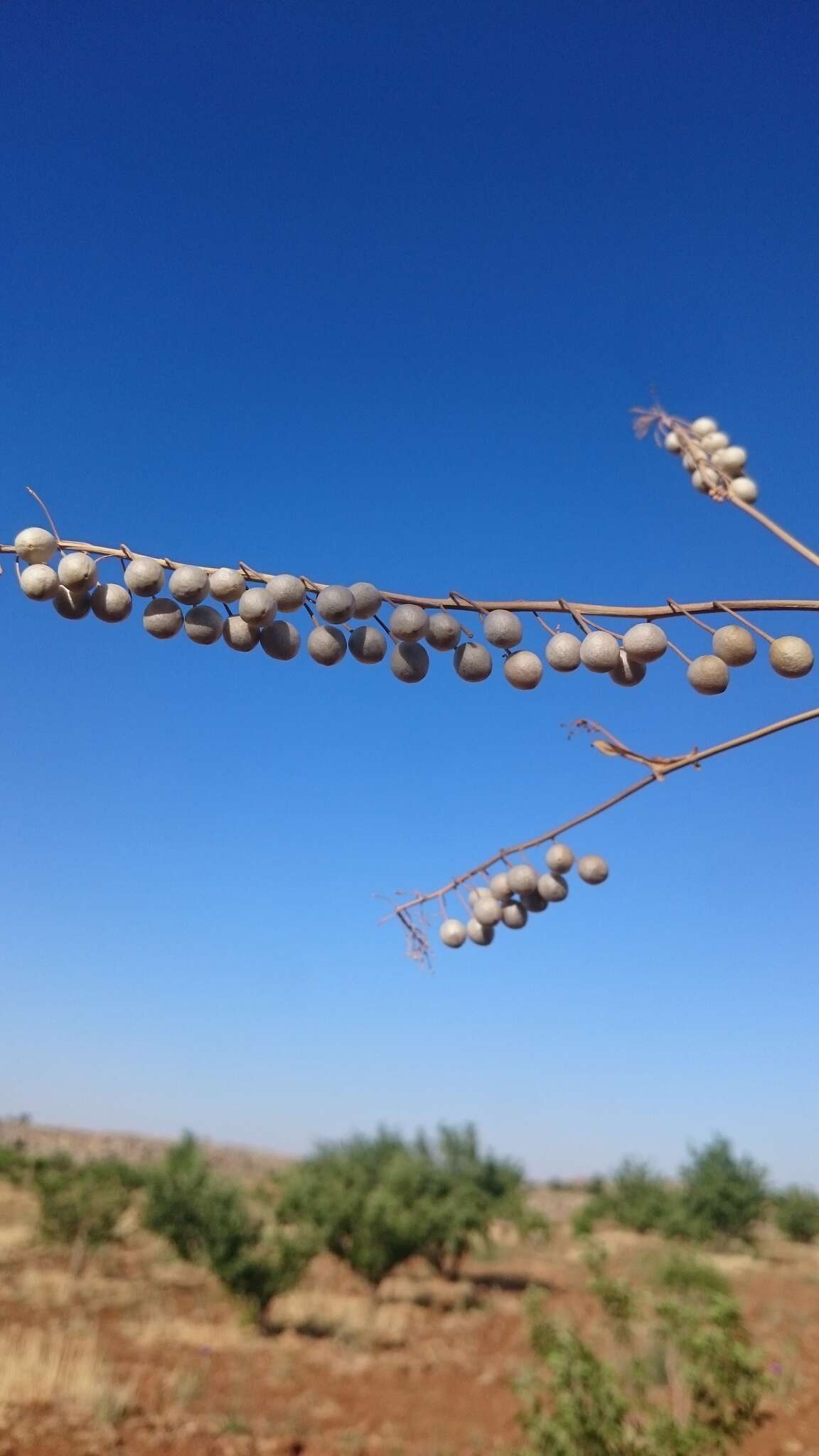 Imagem de Glastaria glastifolia (DC.) Kuntze