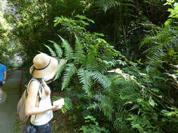 Image of Chain Fern Rhizome