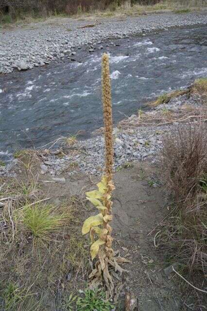 Image of Great Mullein