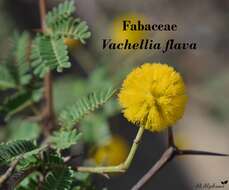 Image of Vachellia flava (Forssk.) Kyal. & Boatwr.