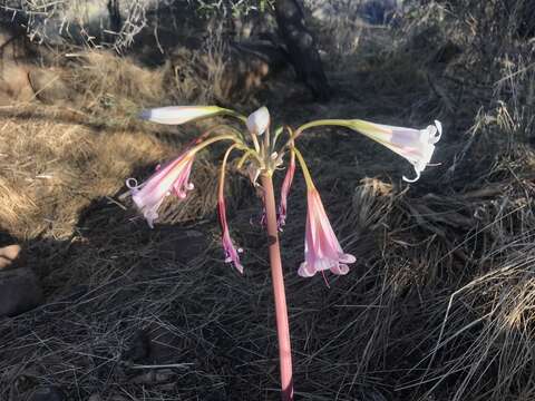 Imagem de Crinum variabile (Jacq.) Herb.