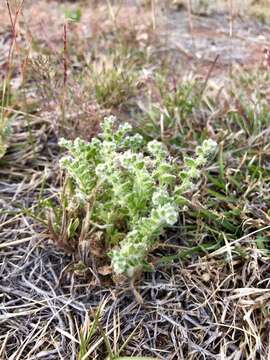 Plancia ëd Cryptantha crassisepala (Torr. & Gray) Greene