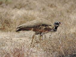 Image of Blue Bustard