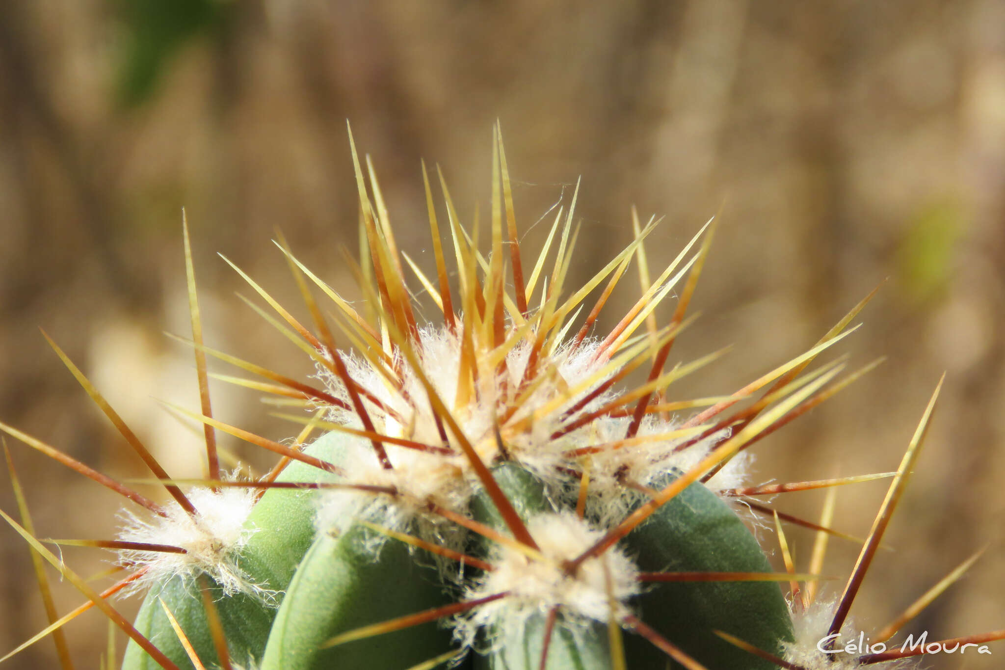 Image de Cereus jamacaru subsp. jamacaru