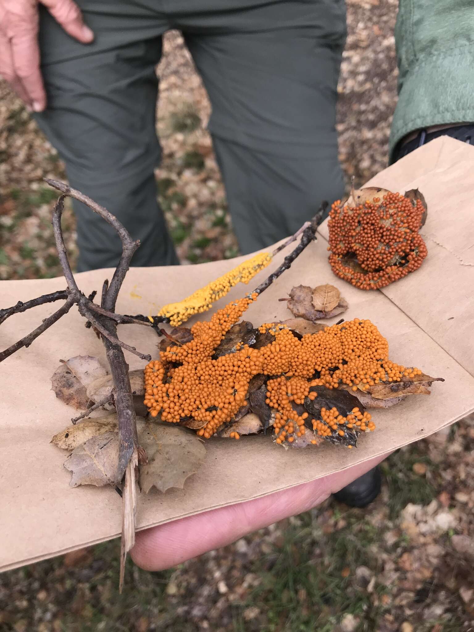 Image of Egg-shell Slime Mould