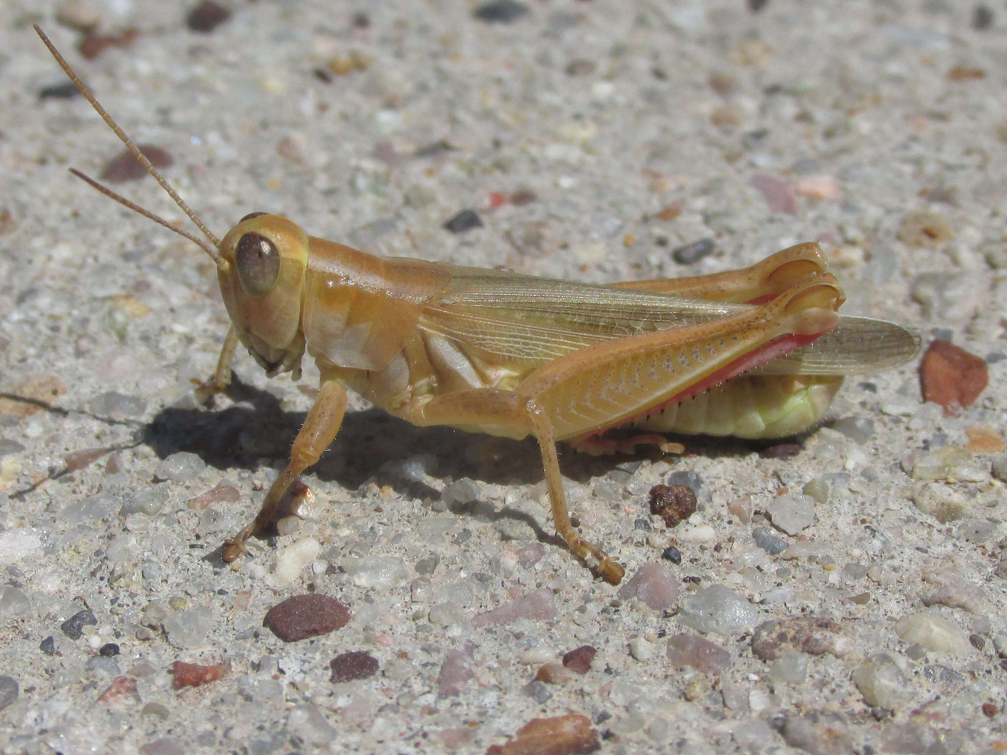 Слика од Melanoplus foedus foedus Scudder & S. H. 1878