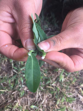 Euphorbia oblongata Griseb. resmi