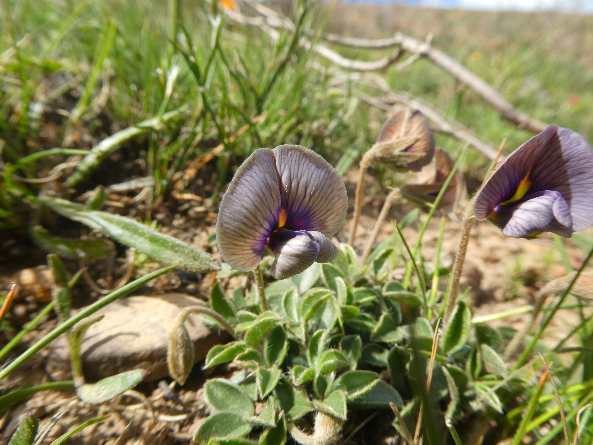 Image of Lotononis villosa Benth.