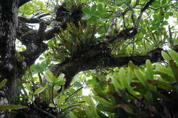 Image of graceful fern