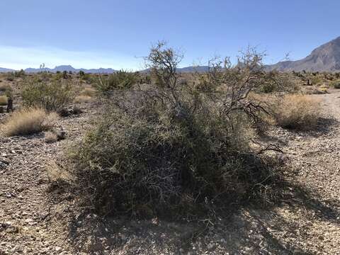 Image of desert almond