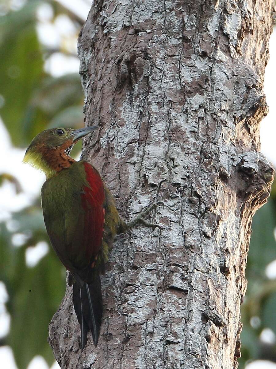 Image of Checker-throated Woodpecker