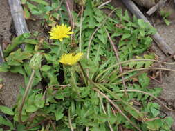 Image of Taraxacum formosanum Kitam.