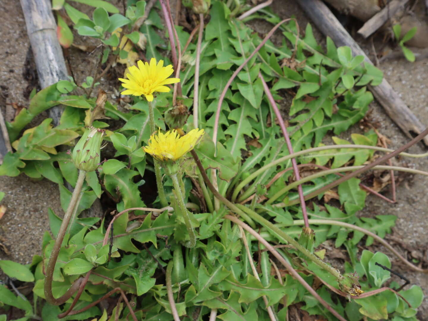 Image of Taraxacum formosanum Kitam.