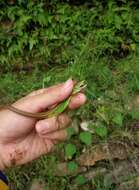 Image of China Grass Lizard