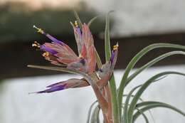 Imagem de Tillandsia seleriana Mez