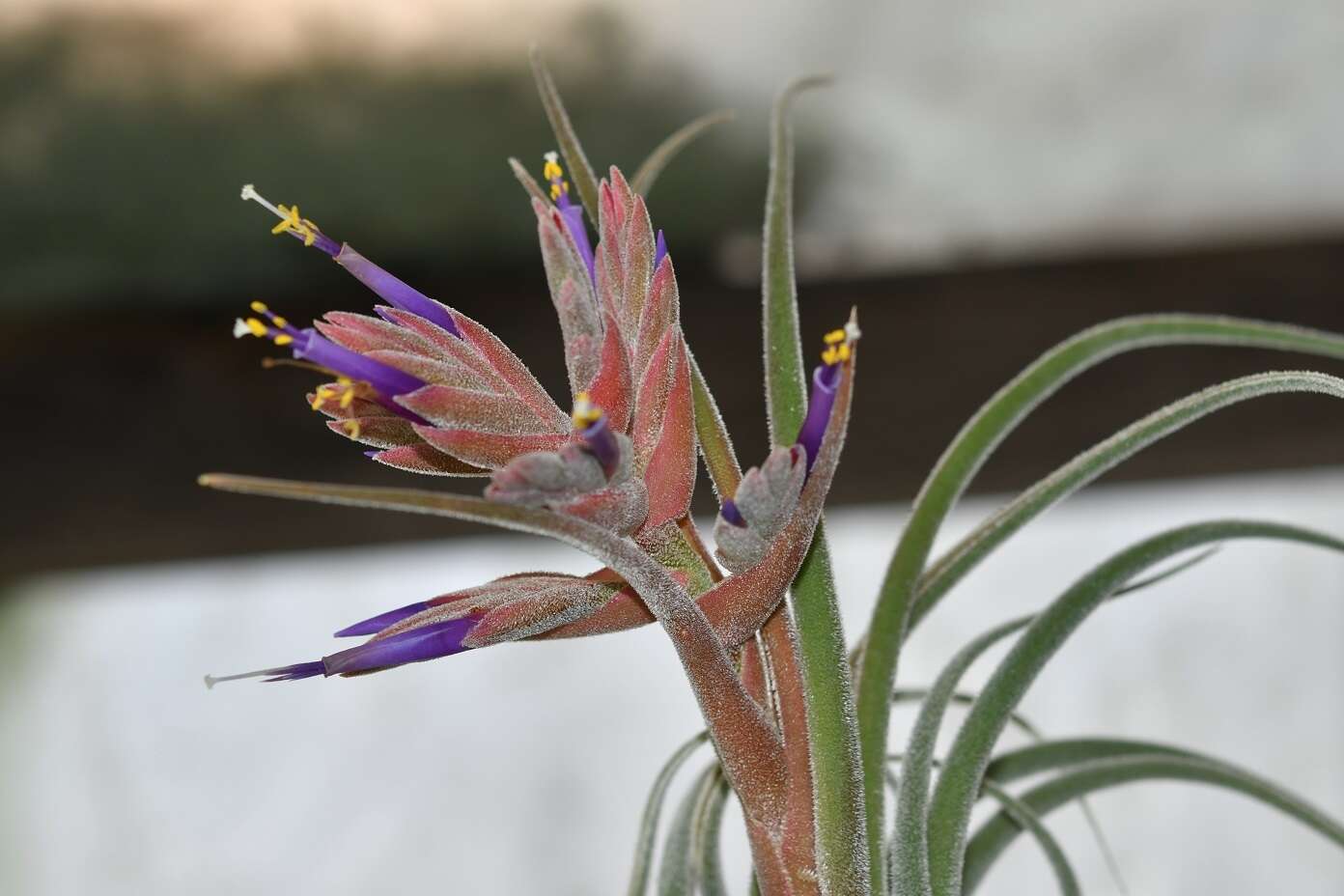 Imagem de Tillandsia seleriana Mez