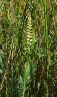 Image of Western Ladies'-Tresses