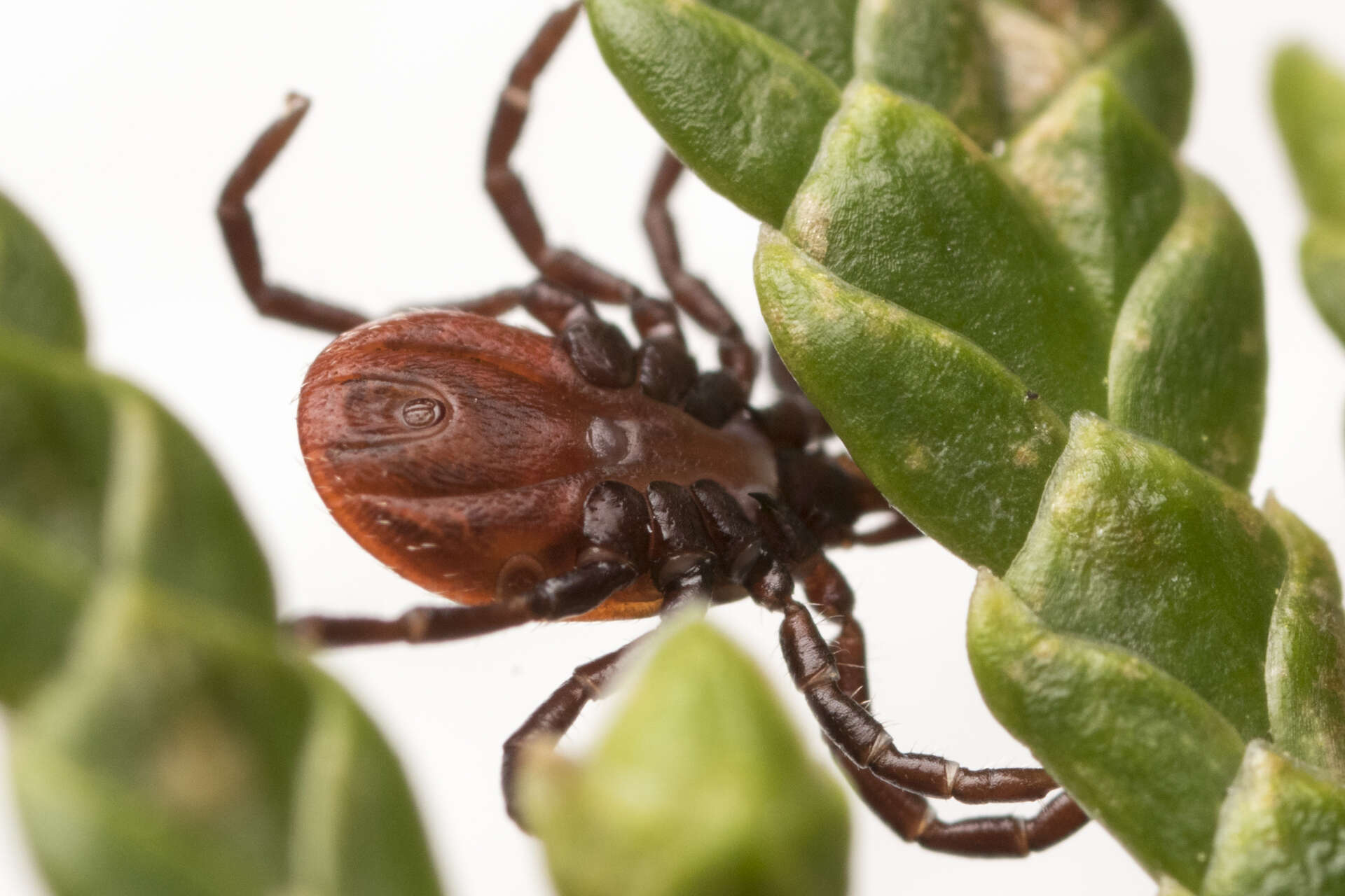 Image de Ixodes pacificus Cooley & Kohls 1943