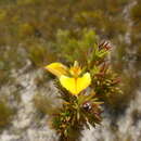 Image of Aspalathus spicata subsp. cliffortioides (Bolus) R. Dahlgren