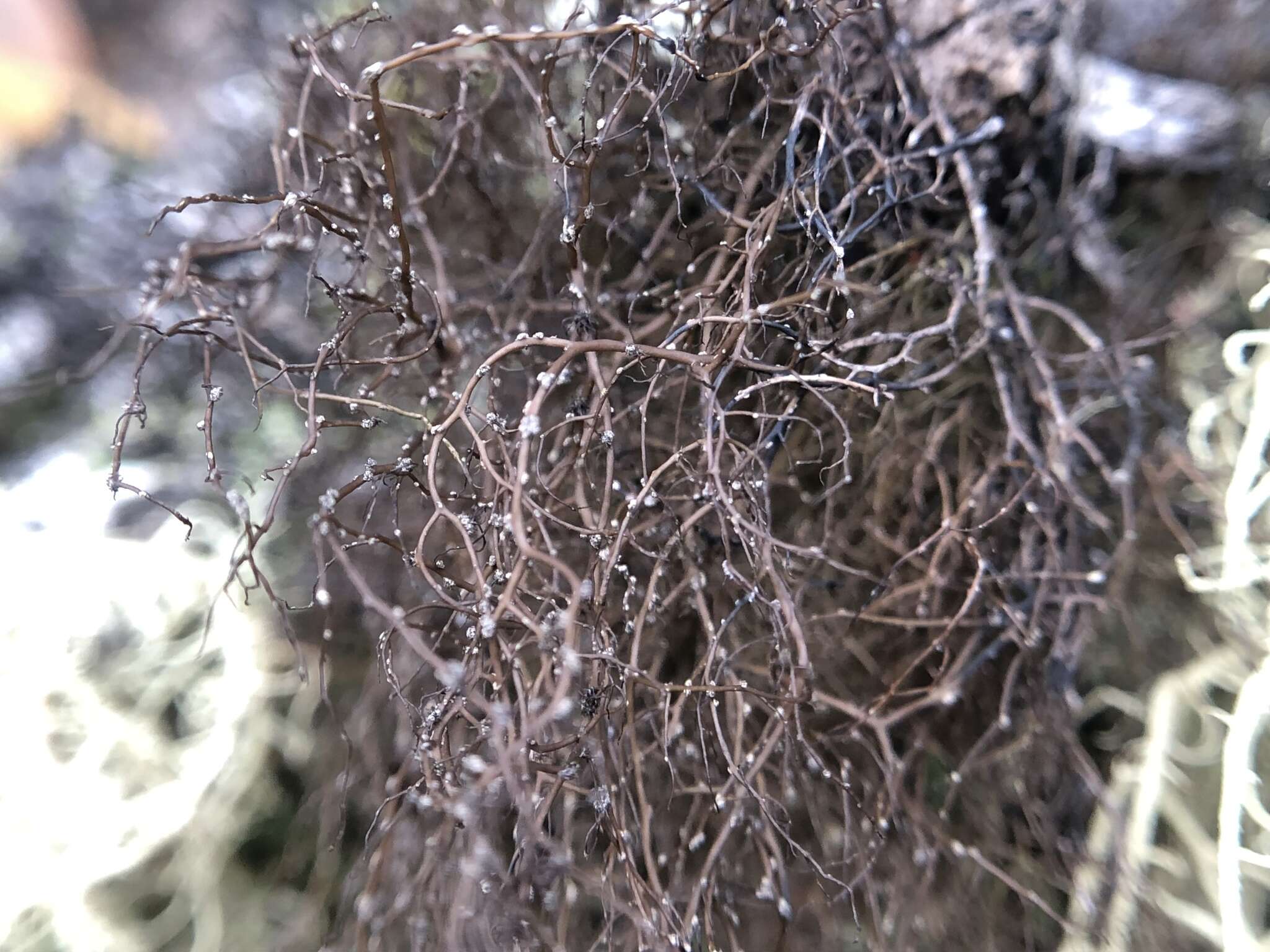 Image of horsehair lichen