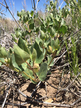 Image de Mirabilis multiflora (Torr.) Gray