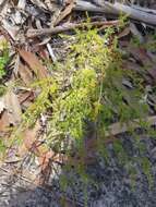 Image of Micromyrtus minutiflora Benth.