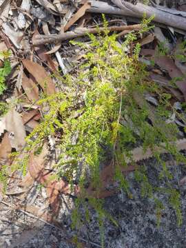 Micromyrtus minutiflora Benth. resmi