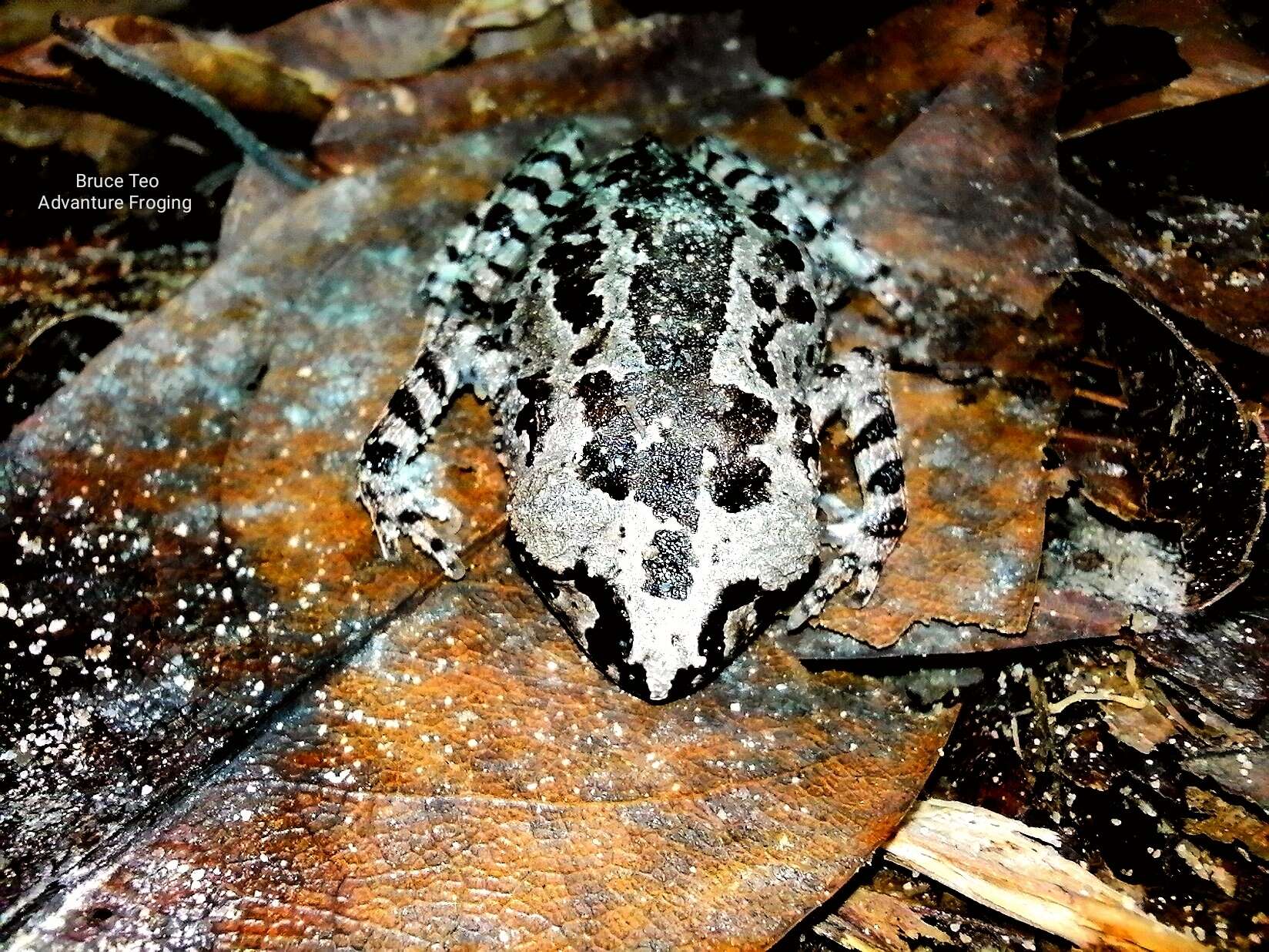 Image of Leptobrachium ingeri Hamidy, Matsui, Nishikawa & Belabut 2012