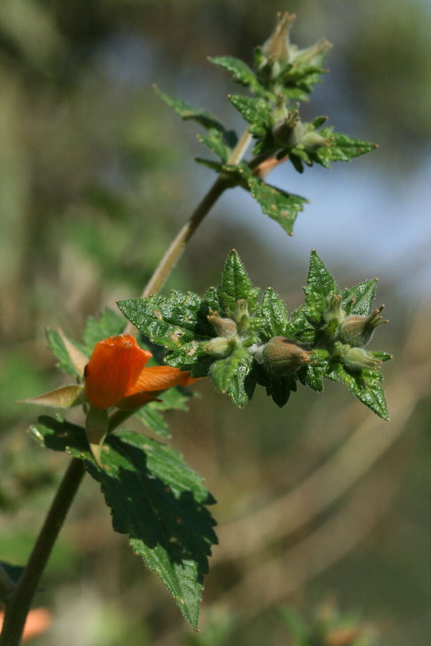 Image of Mentzelia hispida Willd.