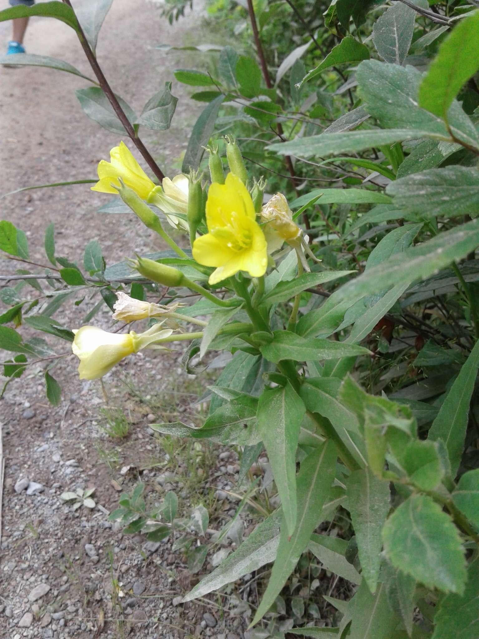 Plancia ëd Oenothera parviflora L.