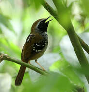 Image of Squamate Antbird