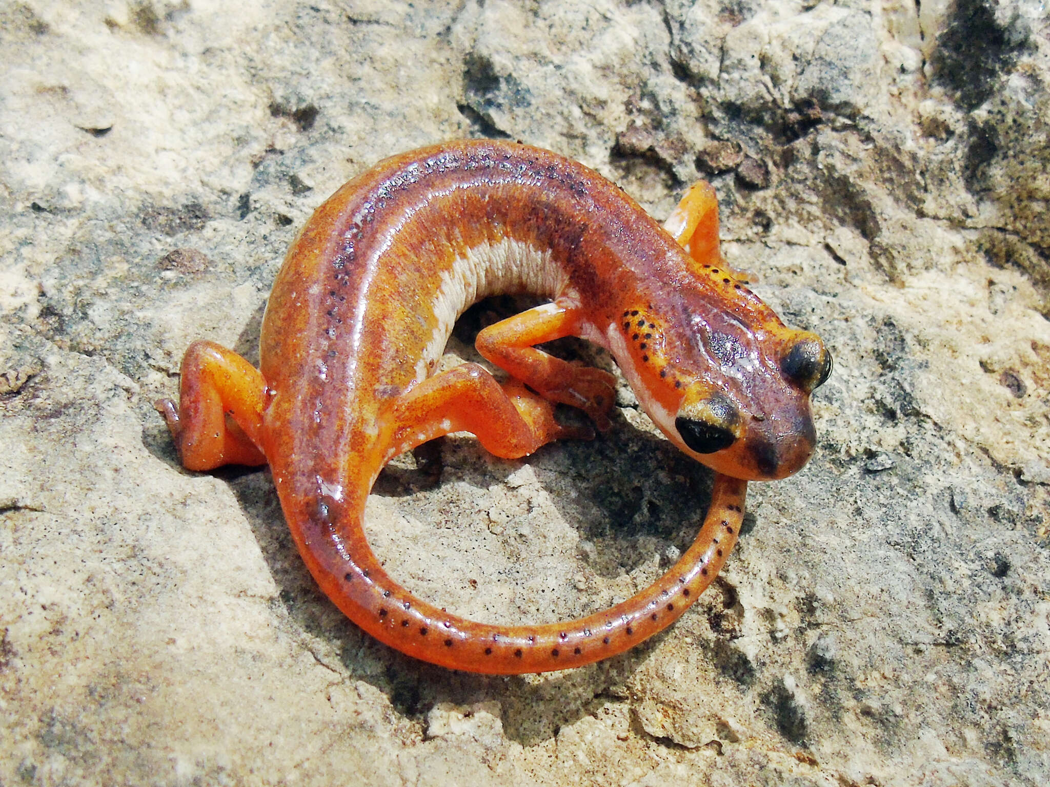 Image of Bay Lycian Salamander